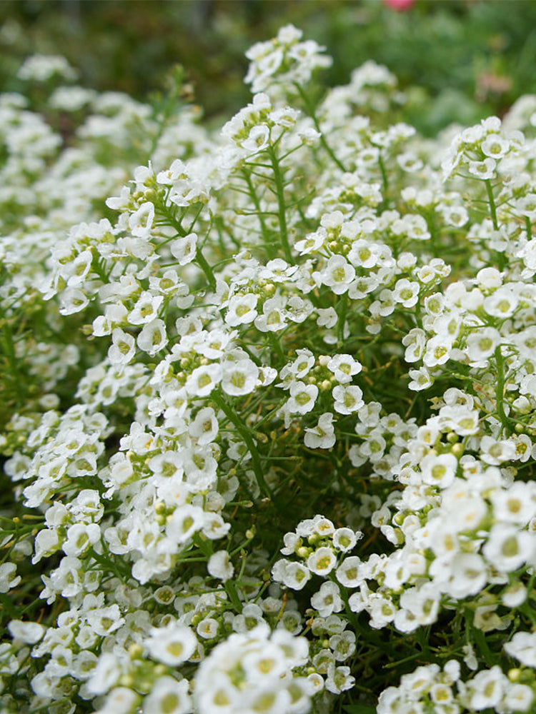 White Sweet Alyssum (Lobularia maritima)