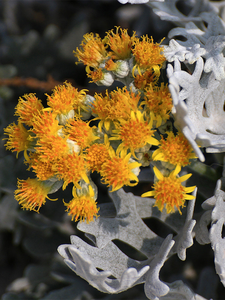 Silver Ragwort (Jacobaea maritima)