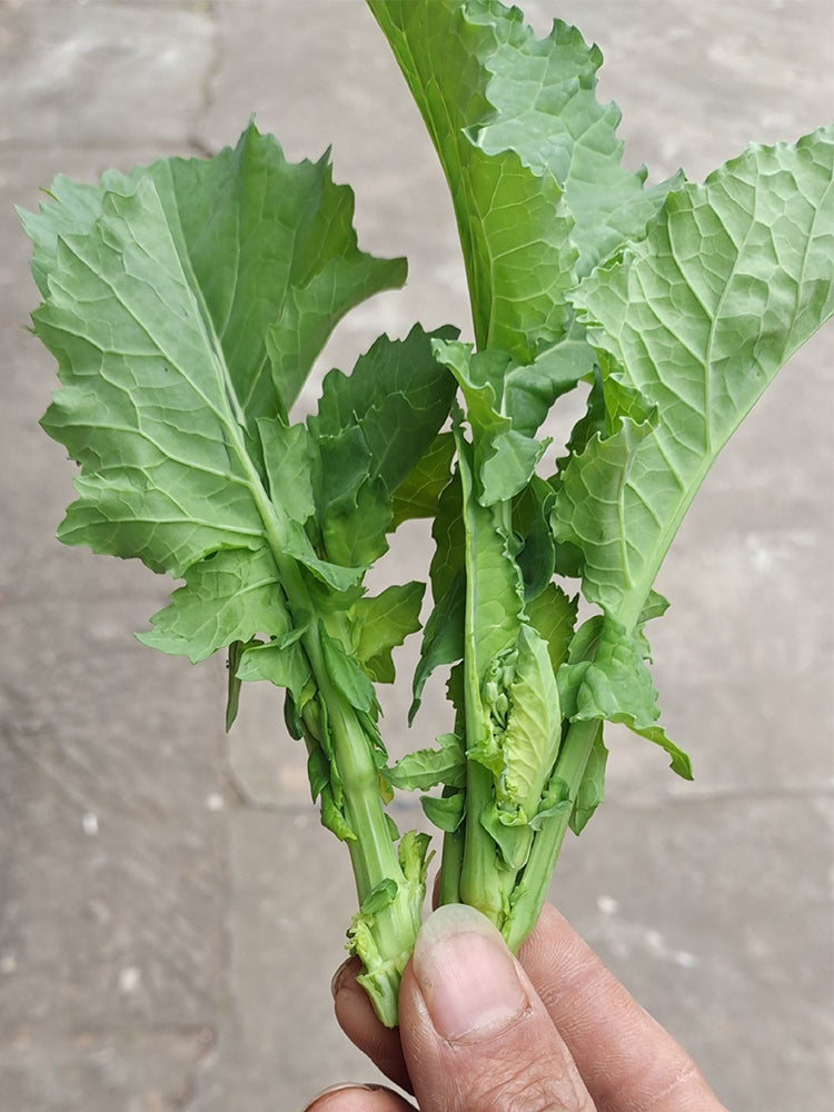 Lvyou No.10 Youcaitai (Chinese Flowering Cabbage)