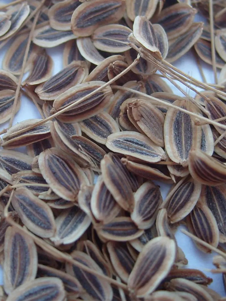 Dill , Anethum graveolens