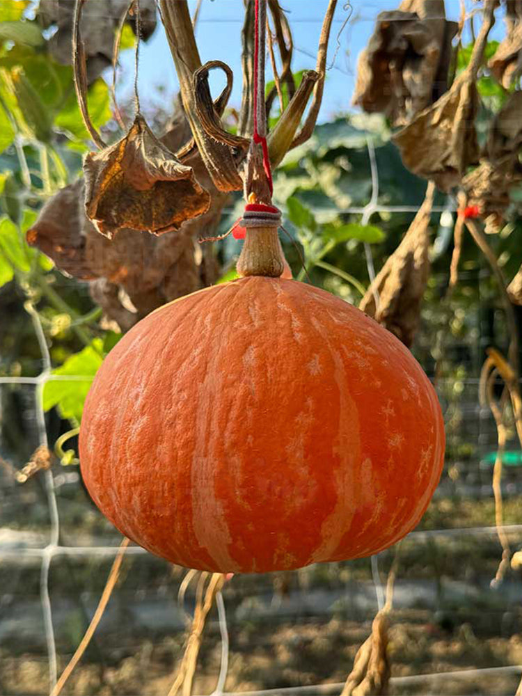 Longxindan Pumpkins