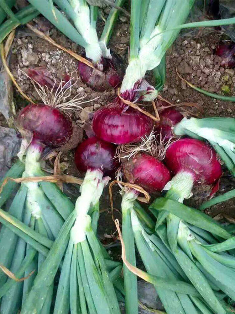 Imperial Ruby' Red Onions (Allium cepa L.)