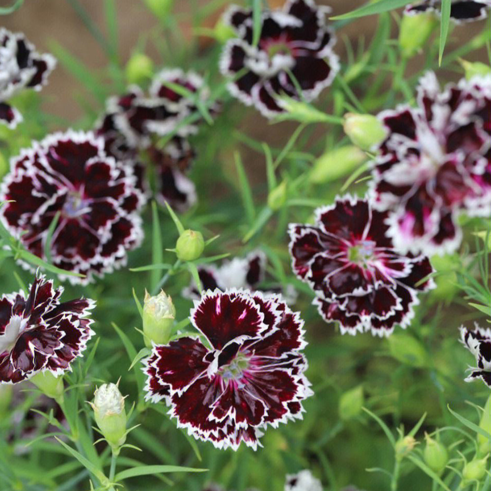 20 Seeds of Carnation 'Black and White Minstrel' Flowers, Dianthus Chinensis Heddewigii