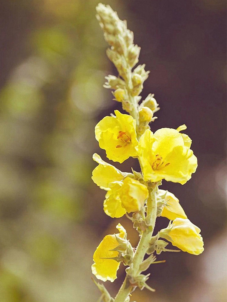 Mullein (Verbascum Thapsus)