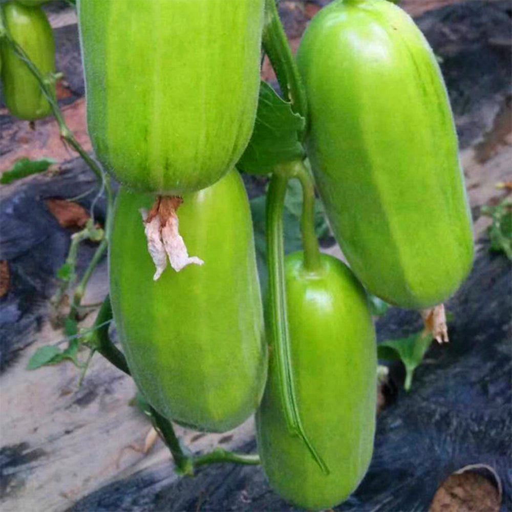 5 Bags (2 grams / Bag) of Eight-ridged Crispy Cucumber Seeds, Fragrant and Sugar-free Melon