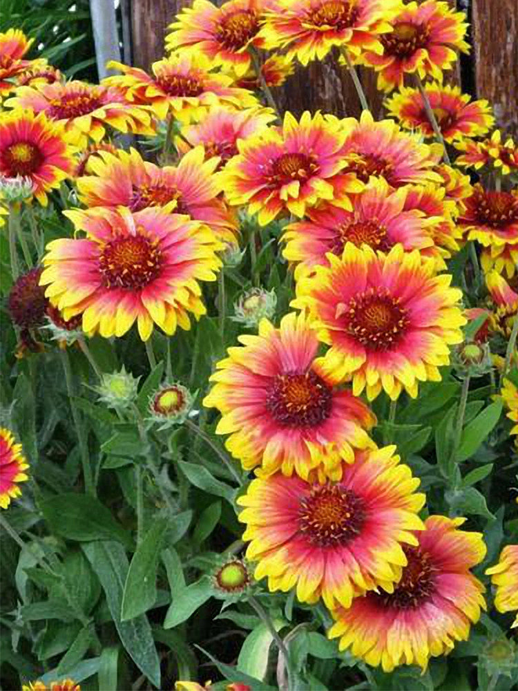 Blanket Flower (Gaillardia aristata)