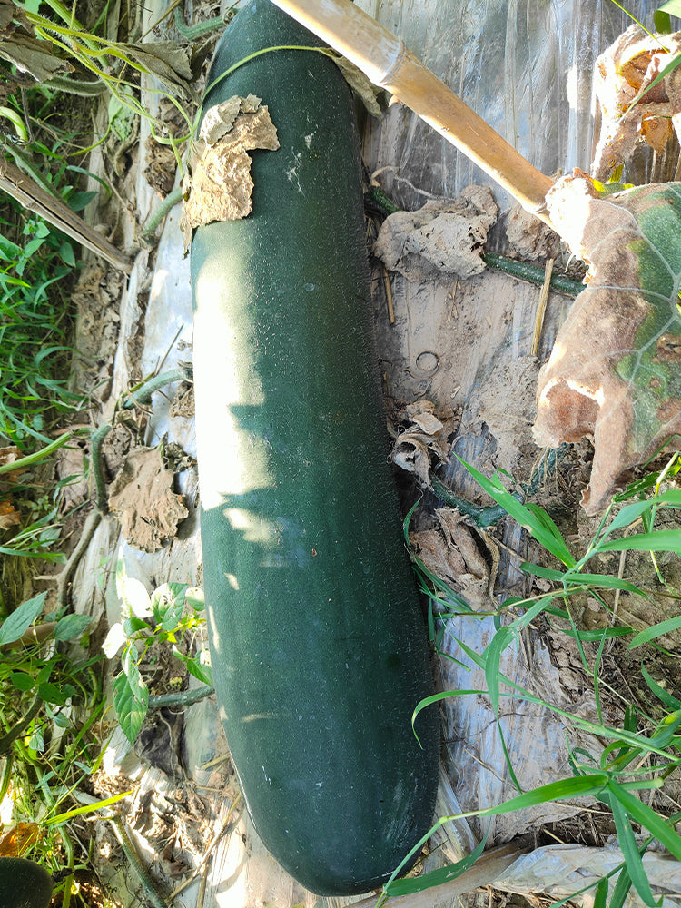 Black General Wax Gourds