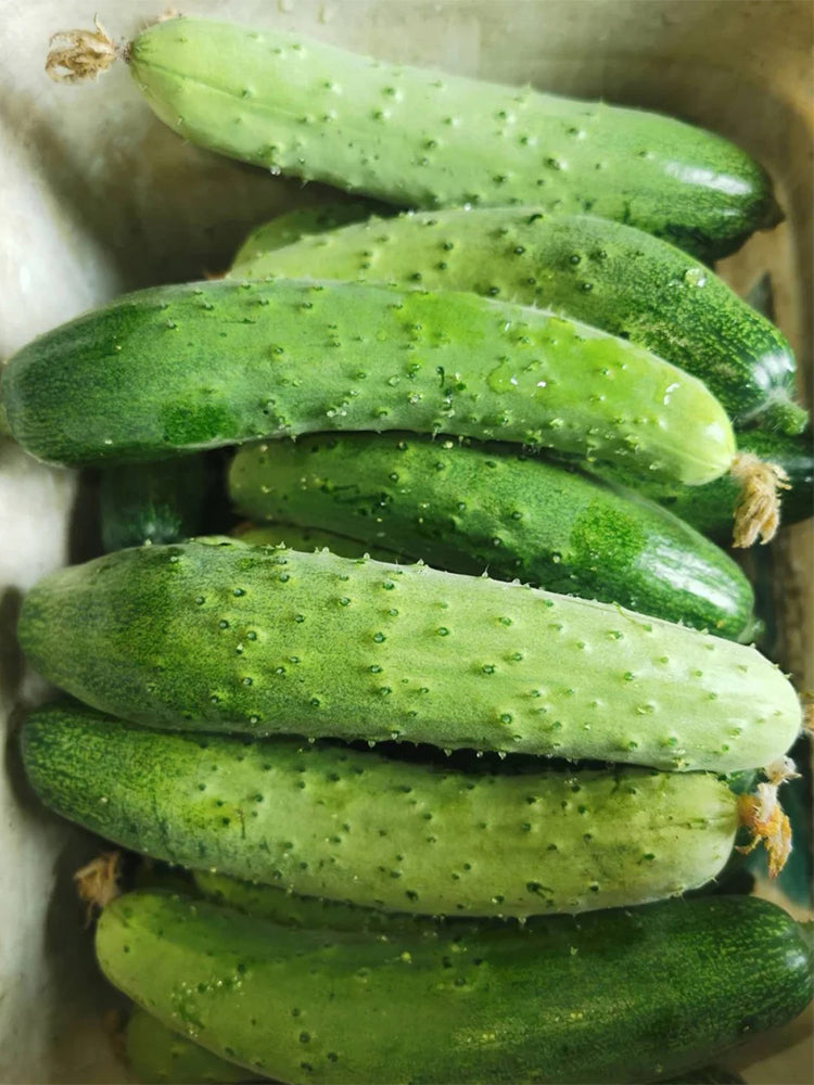 'Supreme' Long Drought Cucumbers