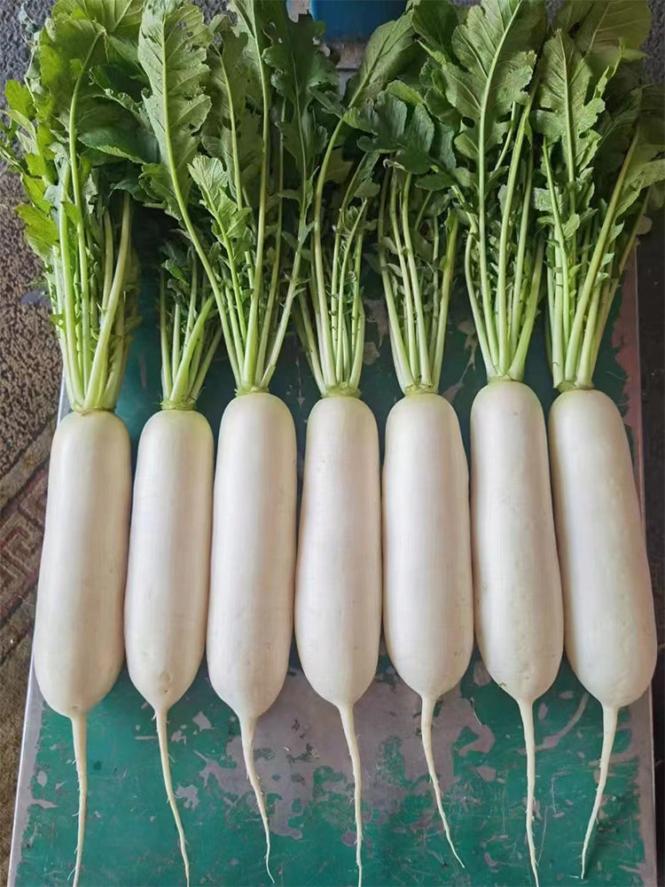 New White Jade Spring Radish
