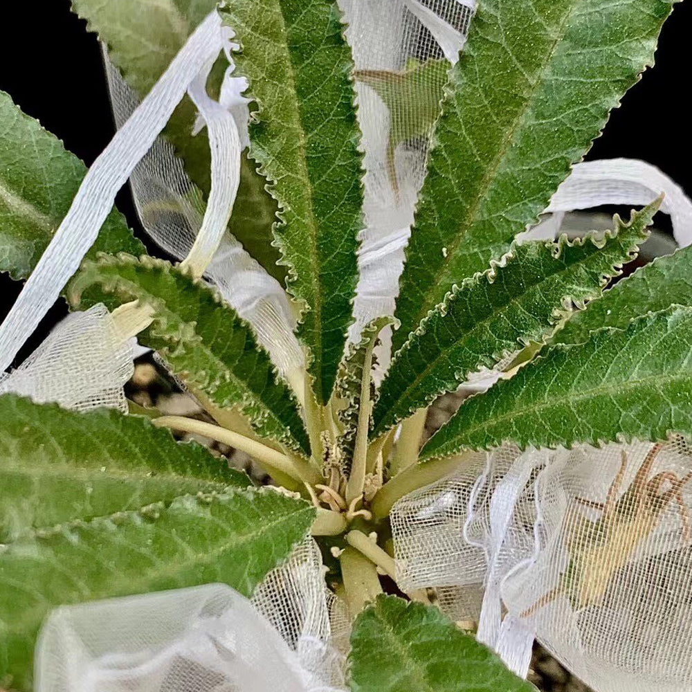 W955 Dorstenia crispa