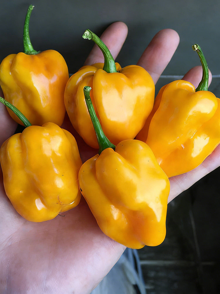 Hainan Yellow Lantern Pepper