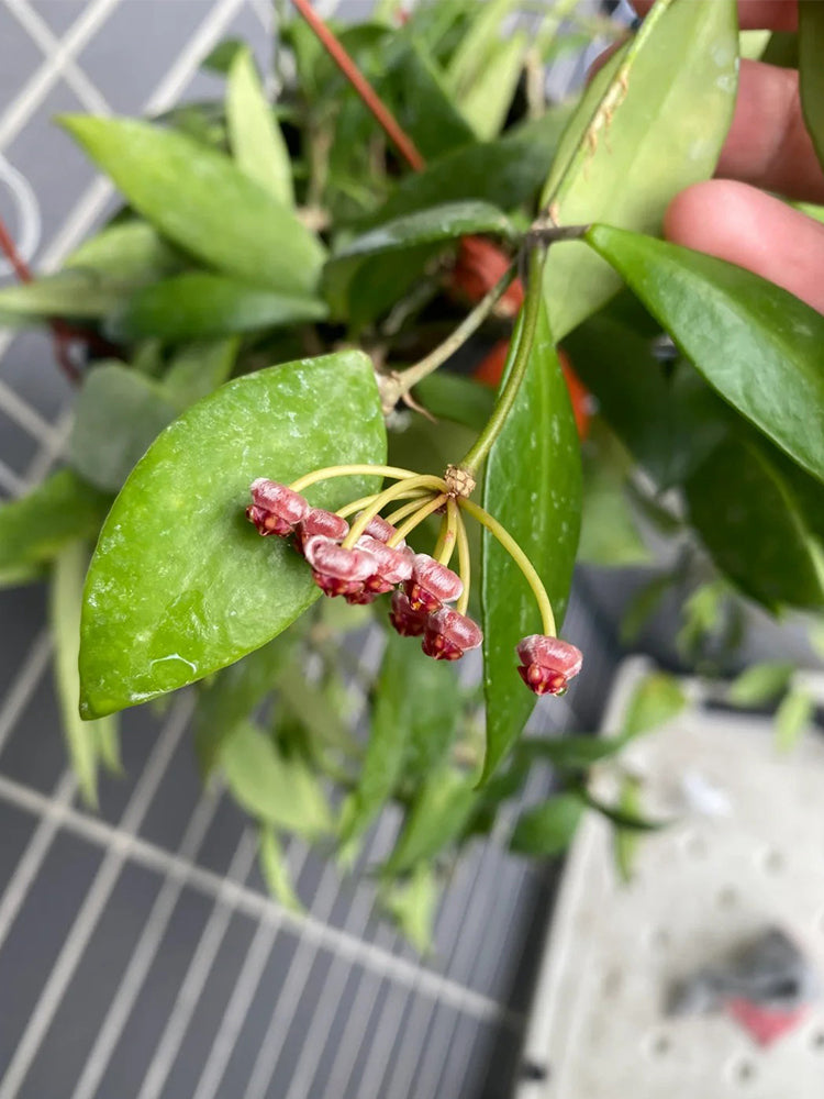 Hoya inconspicua Unrooted Stem Cuttings