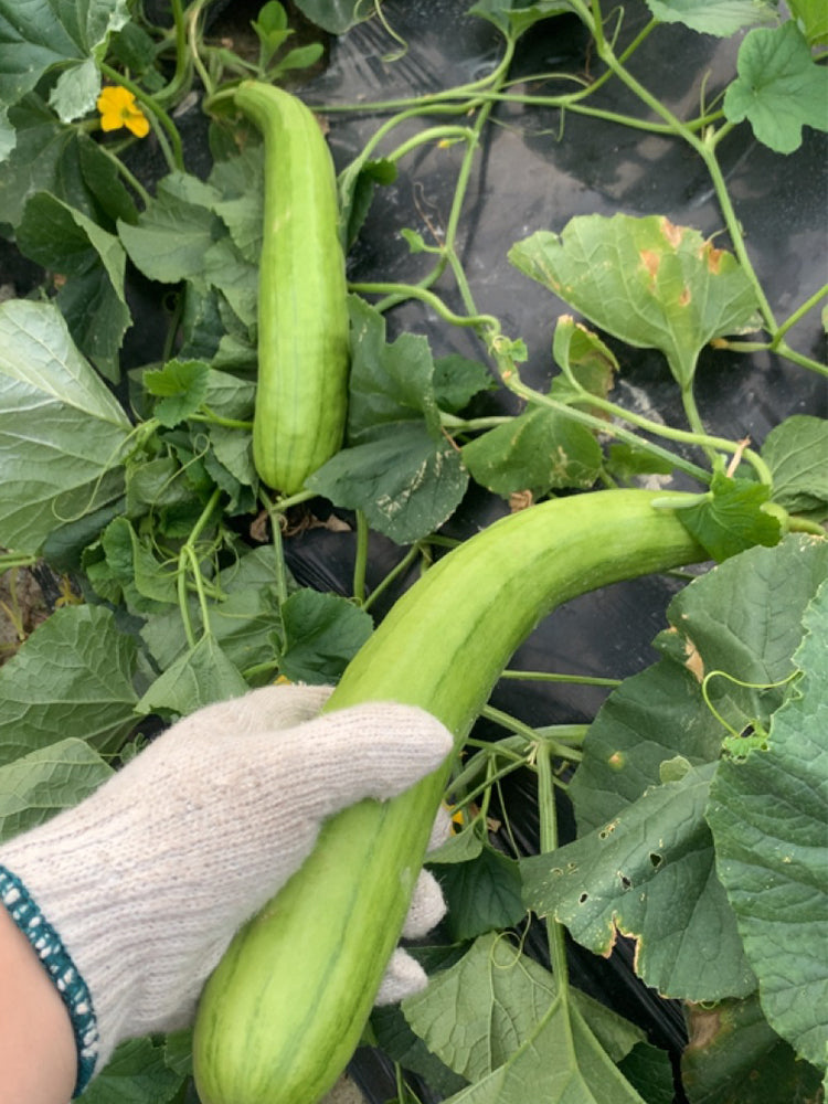 Green-veined Oriental Pickling Melons