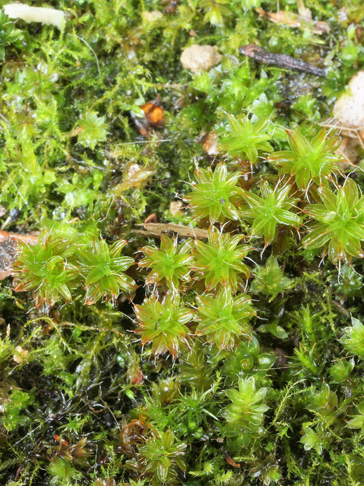 Twisted Moss (Syntrichia ruralis)