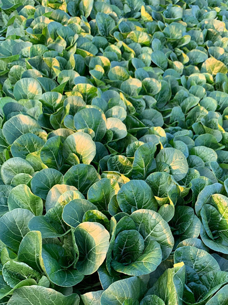 Golden Beauty Black Leaf Bok Choy