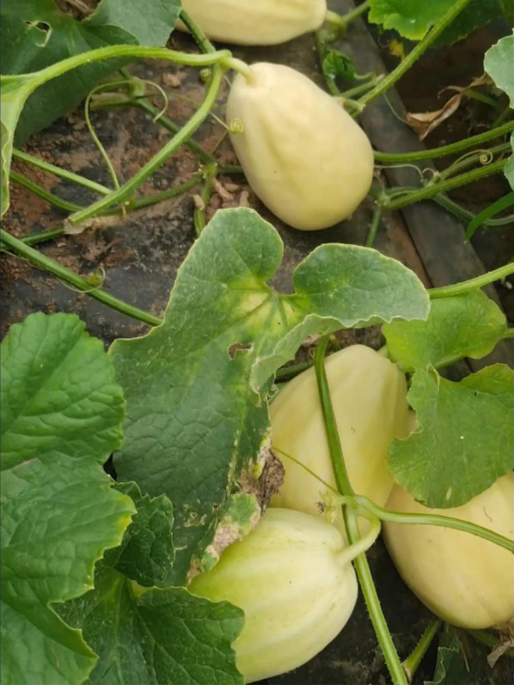 Qingzhou Silver Melons