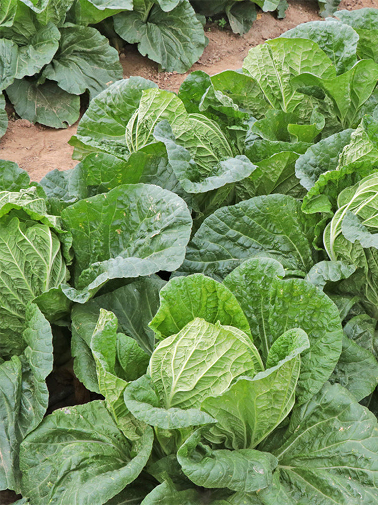 'Shuyue 601' Chinese Cabbage