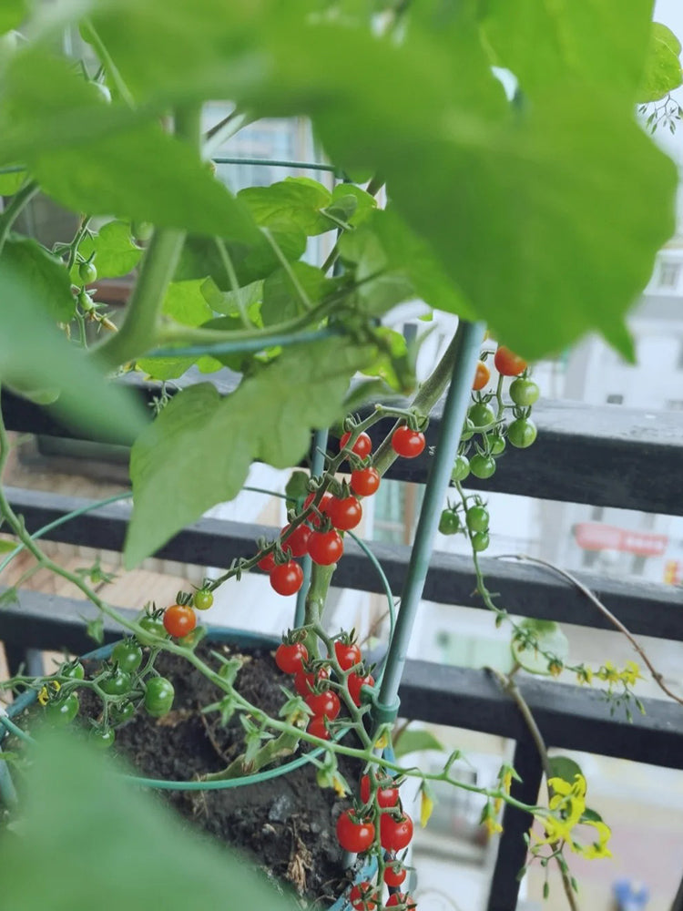 Red Currant Tomato