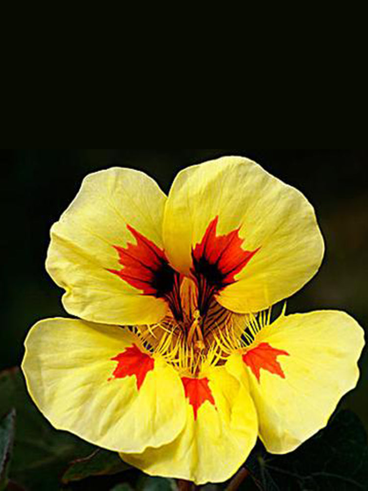 Sunburst' Yellow Nasturtium (Tropaeolum majus)