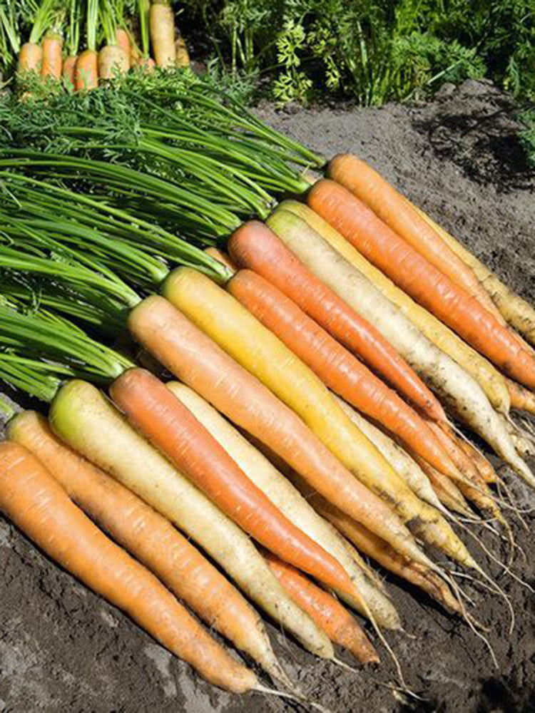 Rainbow Carrot