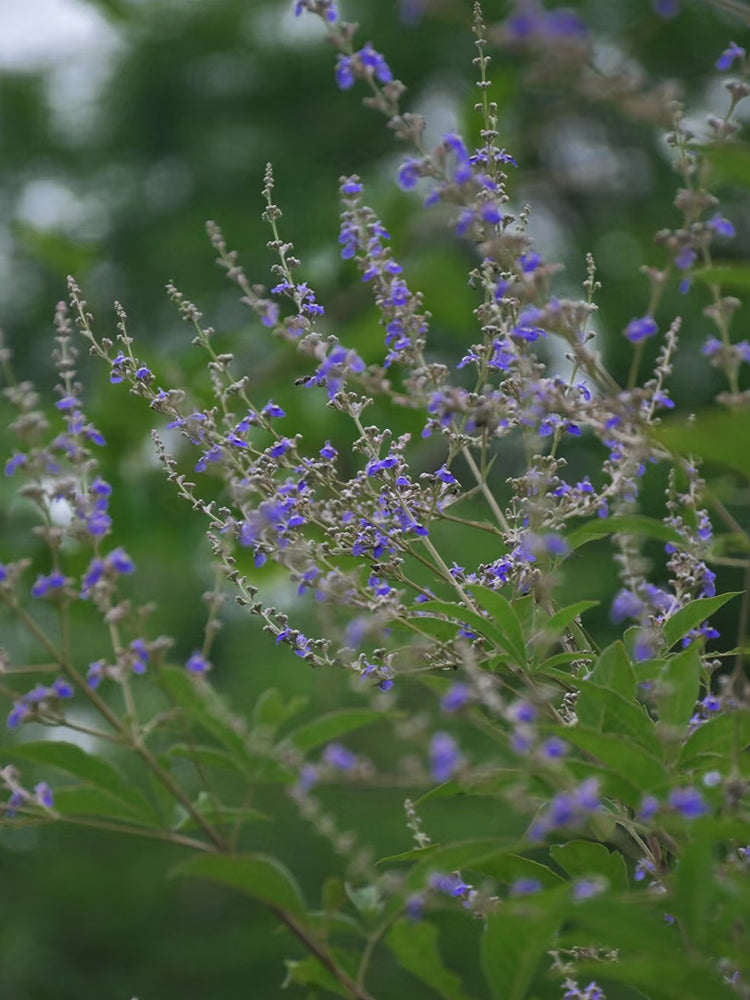 Chinese Chaste Tree