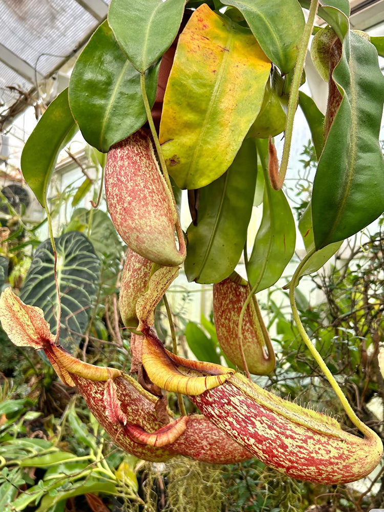 Nepenthes mirabilis Seeds Mixed