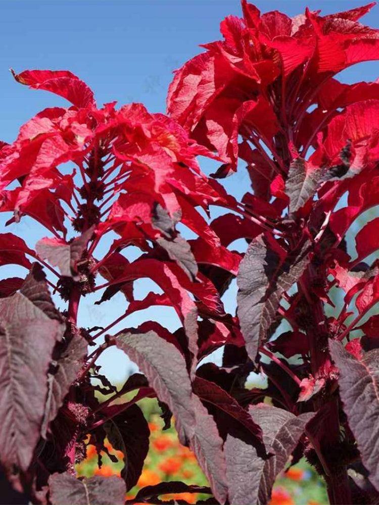 Crimson Majesty' Amaranth (Amaranthus tricolor)
