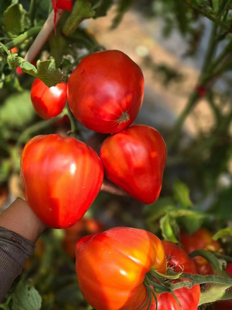 'Pixie Cap' Tomato
