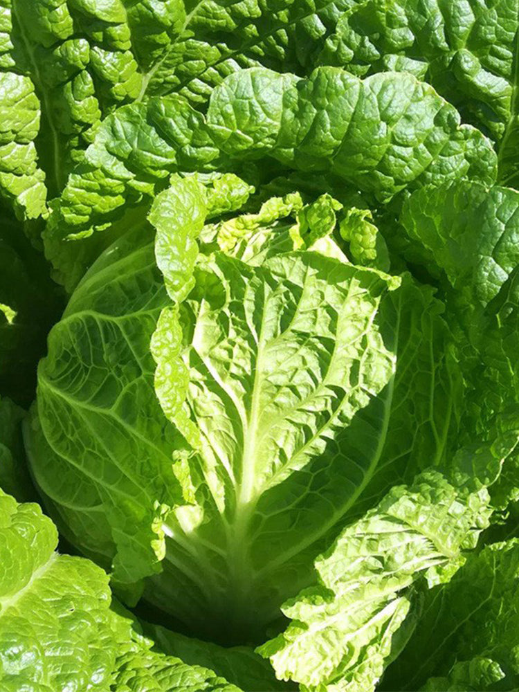 'Jiaoshu Autumn-King' Chinese Cabbage