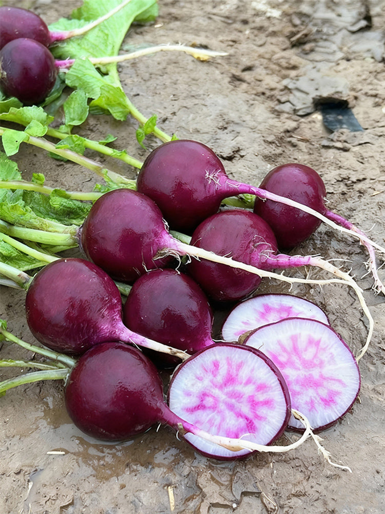 Purple Cherry Radish