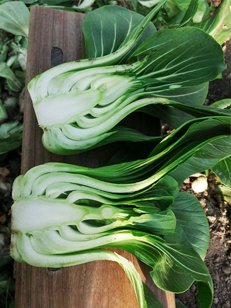 'Aijiaoqing' Bok Choy