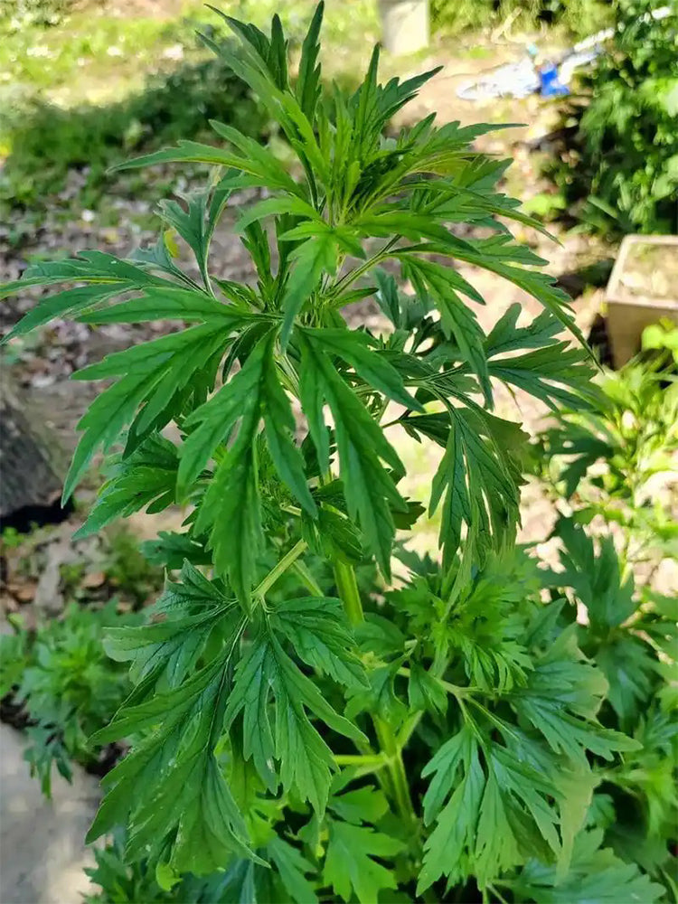 Chinese Motherwort