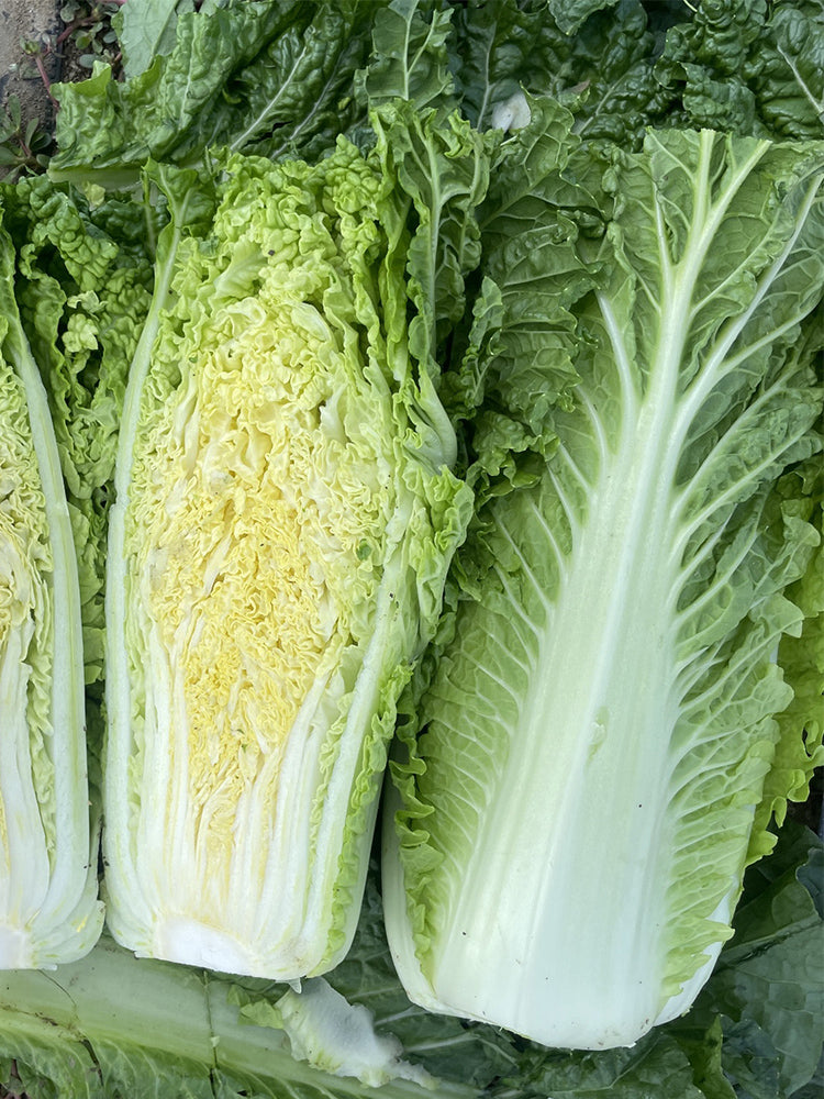 'Jinqi No.5' Chinese Cabbage