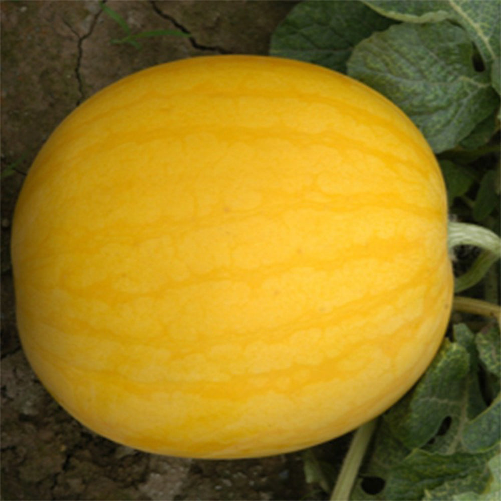 5 Bags (20 Seeds / Bag) of 'Golden Baby' Watermelon Seeds