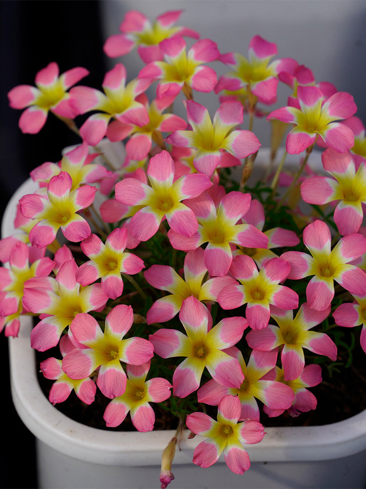 Oxalis Candy Box Series - 'Litchi'