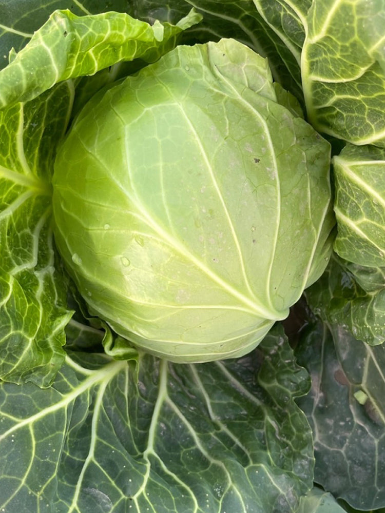 Cuixiaoluo Round Cabbage
