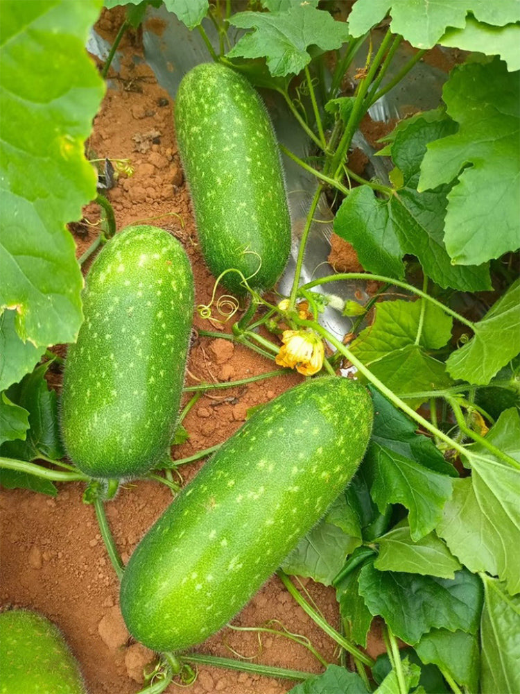 Baoxing F1 Hybrid Hairy Gourd