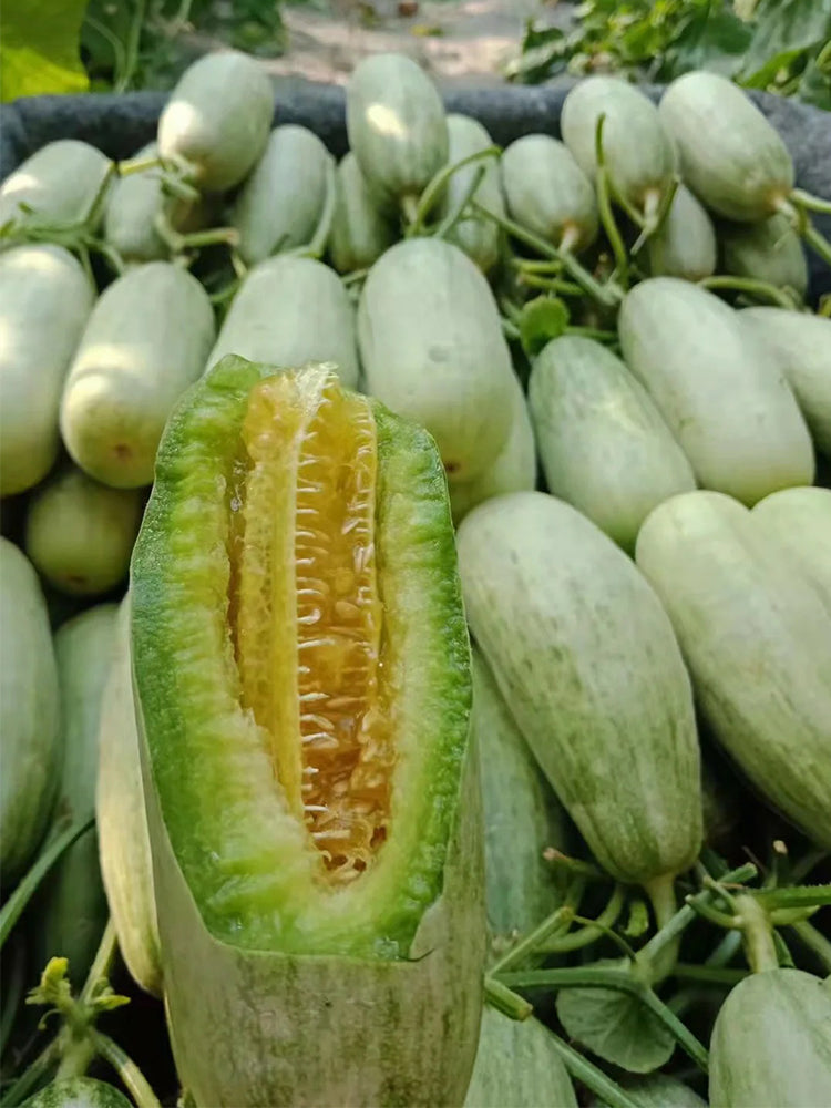 Flying 61' Yangjiao Melon