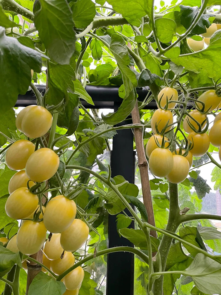 'White Princess F1' Tomato