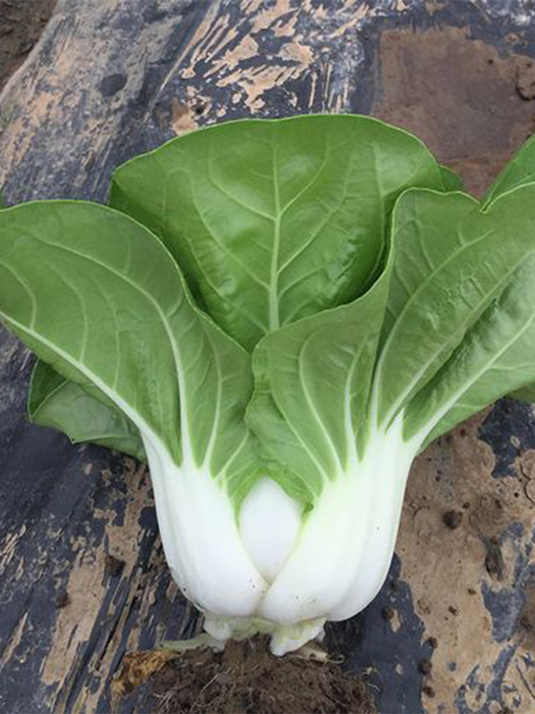 'Huanghe 437' Bok Choy