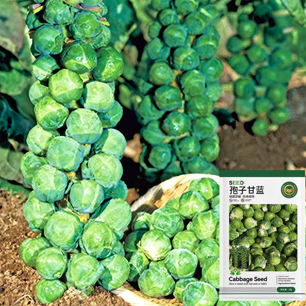 plant brussel sprouts seeds Jingyan® Brussels Sprout Seeds – MUCIAKIE