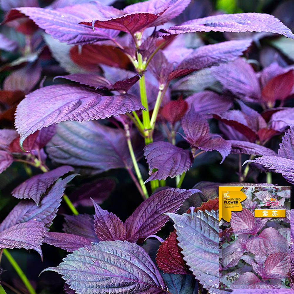 plant shiso seeds Exquisite Purple Shiso Seeds