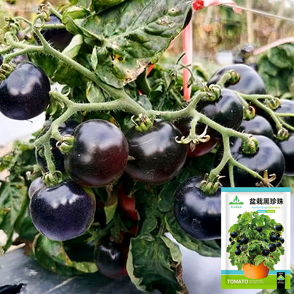 Unique Black Gem: 5 Bags (100 Seeds / Bag) of Dwarf Bonsai Black Pearl Tomatoes