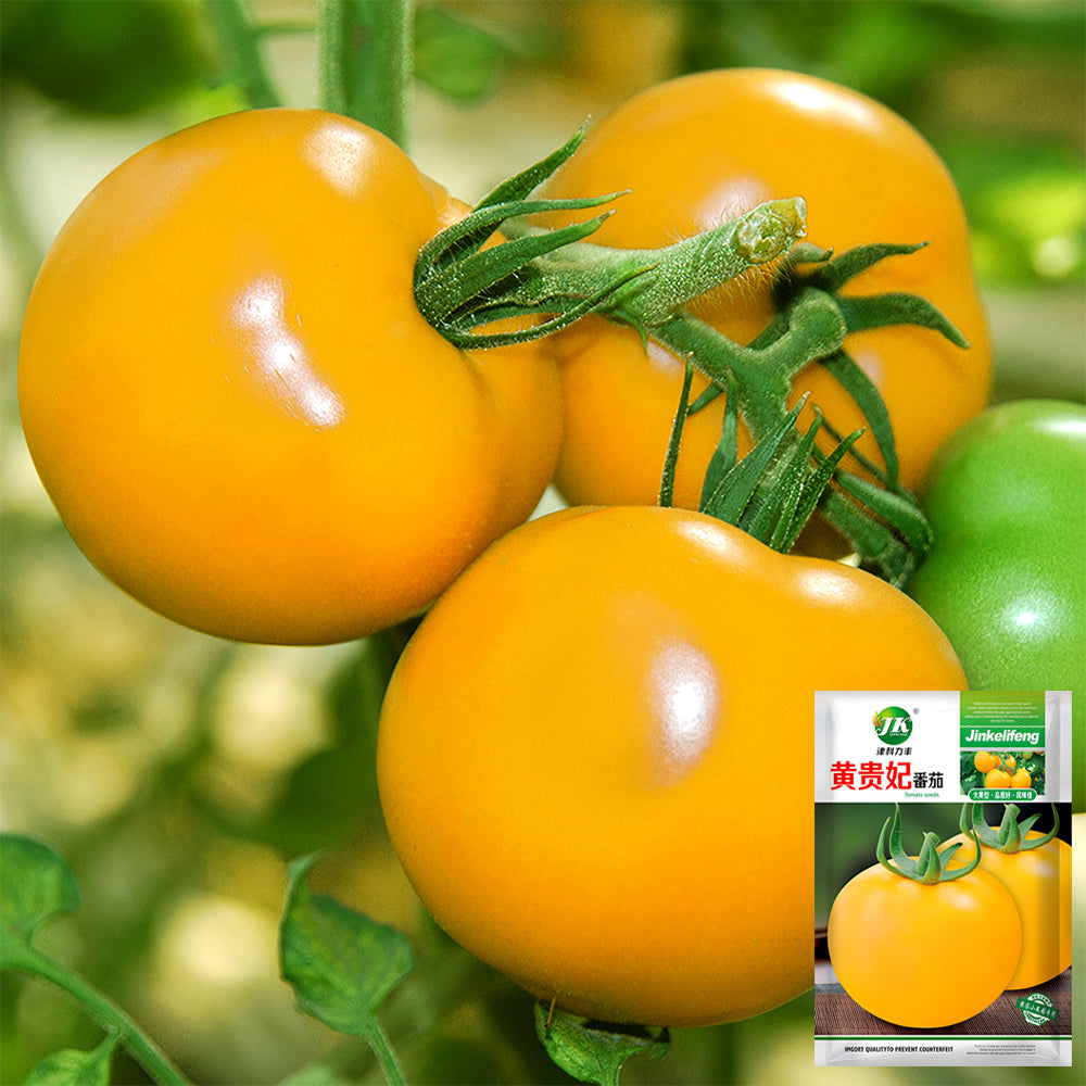 Harvest Gold: 5 Bags (200 Seeds / Bag) of 'Imperial Concubine' Yellow Tomatoes