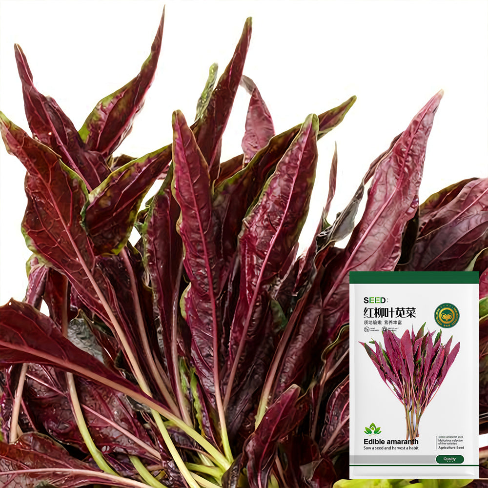 Edible Amaranth Seeds, Red Fine-leaved Vegetables