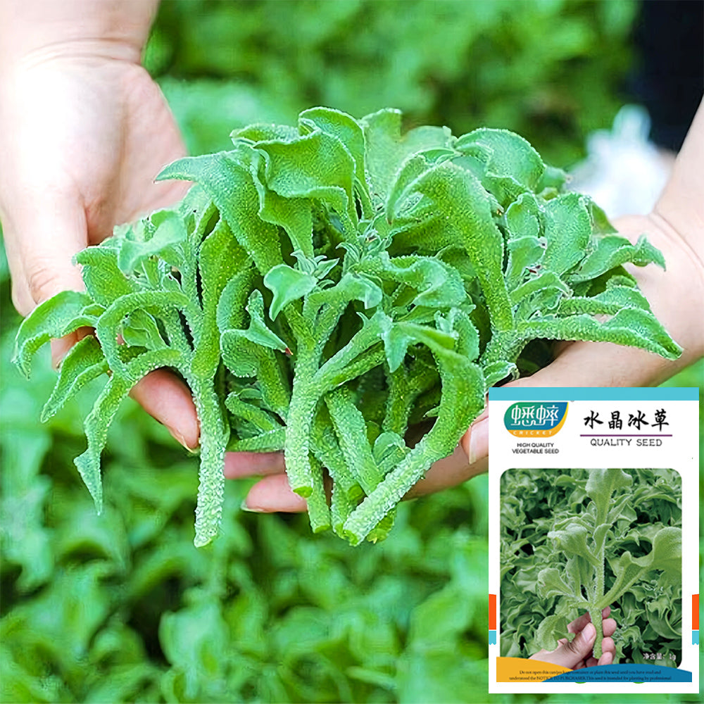 Crystalline Ice Plant Vegetable Seeds – MUCIAKIE