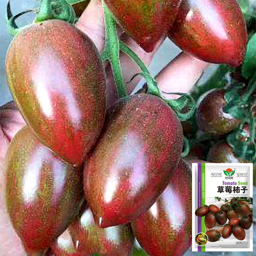 Peachy Perfection: 5 Bags (100 Seeds / Bag) of 'Strawberry' Tomatoes