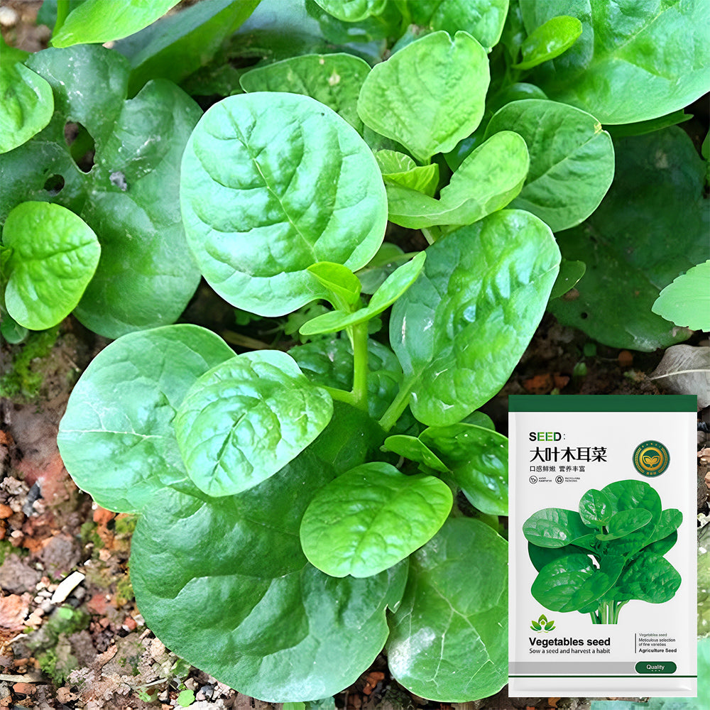 planting malabar spinach seeds Basella alba Green Malabar spinach Seeds – MUCIAKIE