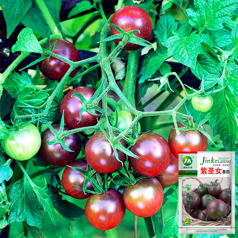 cherry tomato plant seeds Sweets from Your Garden: 5 Bags (100 Seeds / Bag) of 'Purple Pearl' Cherry Tomatoes – MUCIAKIE