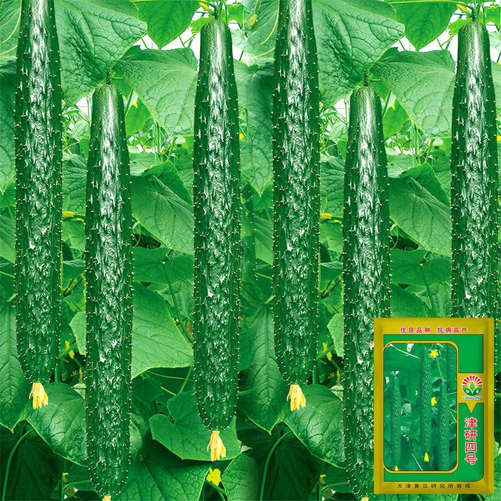 Classic Harvest: 5 Bags (60 Seeds/Bag) of 'Jinyan No.4' Thorny Green Cucumbers